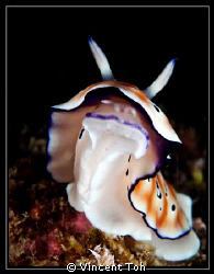 Nudi in action by Vincent Toh 